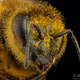 Illustration for article titled Police Are Trying to Use Honeybees to Detect Illegal Drugs
